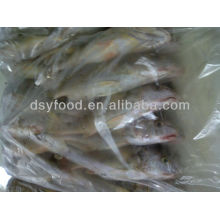 Mexiko Gelb Croaker Fisch Preis